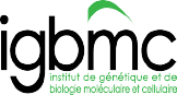 IGBMC